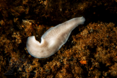 DSC01167x
