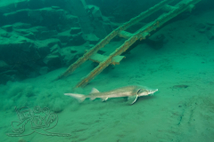 DSC01337x