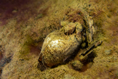 DSC01450x
