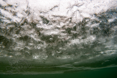DSC01542x