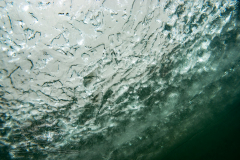DSC01545x