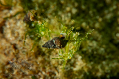 DSC02670x