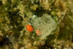 DSC02690x