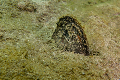 DSC02739x