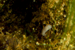 DSC02961x