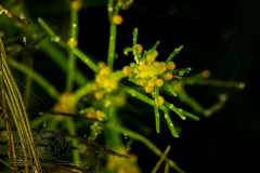 DSC03140x
