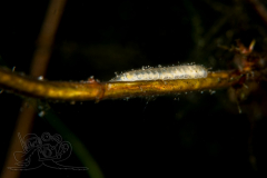 DSC03219x
