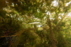 DSC03738x