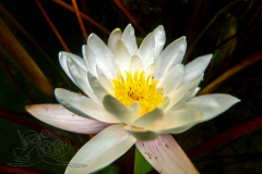 DSC03757x