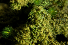 DSC03994x