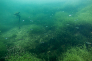 230803 Moritzsee