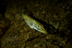 DSC05454x