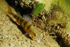 Klaus_PC272067y
