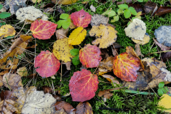 IMG_20231111_084243x