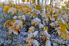 IMG_20231126_092658x