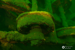 Ronny_DSC_1537-NEF_DxO_DeepPRIMEXD-1