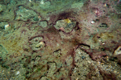 DSC07279x