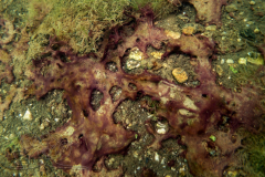 DSC07684x