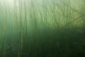 240319 Grillensee