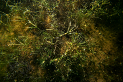 DSC08207x