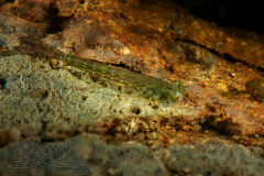 DSC08490x
