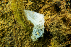 DSC08780x