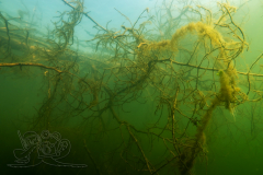 DSC08802x