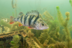 DSC09293x