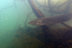 Klaus_P5110047y