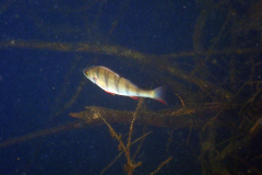 Klaus_P5110056y