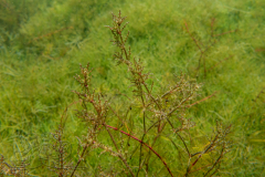 DSC01230x