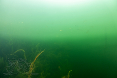 DSC01245x