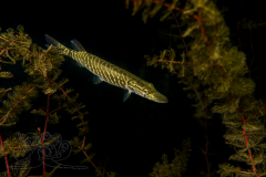 DSC01354x