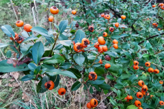 IMG_20240921_075057x