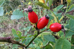 IMG_20240921_075619x