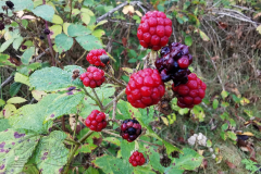 IMG_20240921_075645x