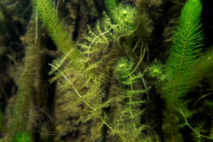 DSC02574x