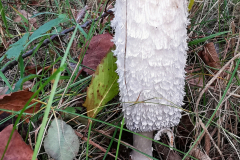 IMG_20241018_082343x