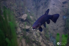 Ronny_DSC_2593