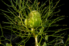 DSC02605x