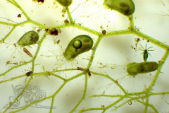 Knipskrakes-Bino-20241019165935142x