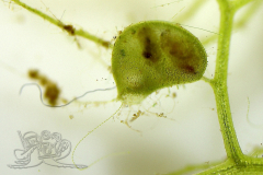 Knipskrakes-Bino-20241019170048757x