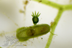 Knipskrakes-Bino-20241019170155953x