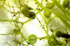 Knipskrakes-Bino-20241019170623362x