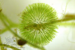 Knipskrakes-Bino-20241019170751220x