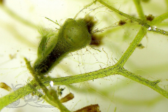 Knipskrakes-Bino-20241019170951281x