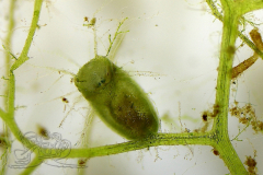 Knipskrakes-Bino-20241019171031345x