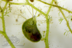 Knipskrakes-Bino-20241019171215586x