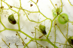 Knipskrakes-Bino-20241019171318673x