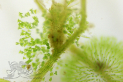 Knipskrakes-Bino-20241019171353344x